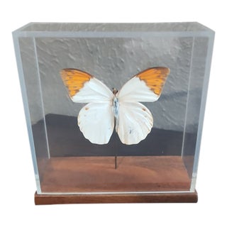 Great Orange Tip Butterfly (Hebomoia Glaucippe) in Shadow Box For Sale
