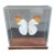 Great Orange Tip Butterfly (Hebomoia Glaucippe) in Shadow Box For Sale