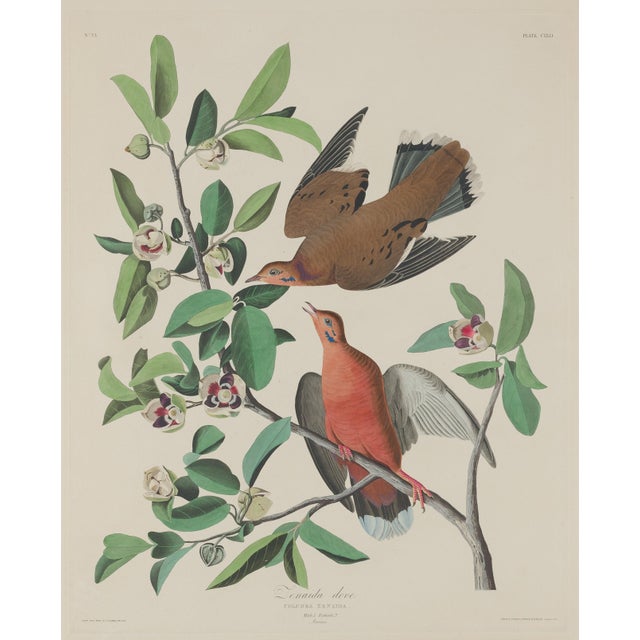 American Vintage 1966 John James Audubon Double-Sided Reproduction Prints — Eagle, Falcon, Dove, Swift, Finch, Warbler, Thrush and Grackle - Collection of 4 For Sale - Image 3 of 9