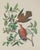 American Vintage 1966 John James Audubon Double-Sided Reproduction Prints — Eagle, Falcon, Dove, Swift, Finch, Warbler, Thrush and Grackle - Collection of 4 For Sale - Image 3 of 9