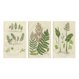 Interrupted Club Moss, Marsh Club Moss and Alpine Club Moss Botanicals Prints, 1873, Set of 3 For Sale
