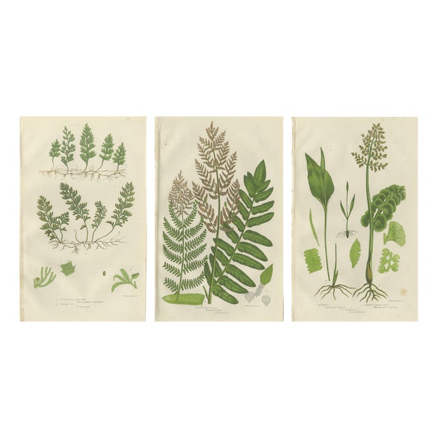 Interrupted Club Moss, Marsh Club Moss and Alpine Club Moss Botanicals Prints, 1873, Set of 3 For Sale