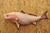 Vintage Large Red Drum Full Wall Mount Taxidermy Redfish Fish Replica For Sale - Image 12 of 12