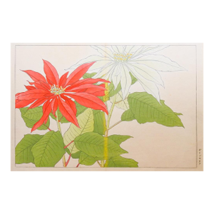 Early 20th Century Tanigami Konan Poinsettia Japanese Woodblock Print