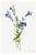 Fringed Gentian, Vintage Botanical Art Print Reproduction by Mary Vaux Walcott, 40" X 60" For Sale