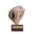 Mario DeNoto Style Balancing Fossil Sculpture This sculpture measures: 6.25 wide x 4.5 deep x 9.25 inches high ABOUT...
