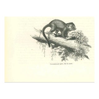 Paul Gervais, Cheirogale Nain, Lithograph, 1854 For Sale