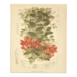 C1880s French Antique Botanical Chromolithograph-Lipstick Plant, Matted