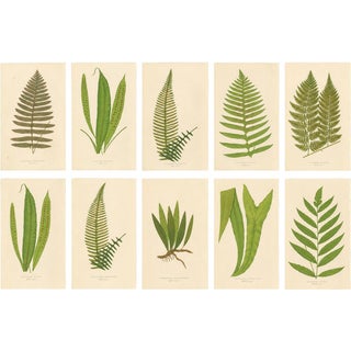 Fern Collection with English Species Names, 1856, Lithograph, Set of 10 For Sale