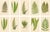 Fern Collection with English Species Names, 1856, Lithograph, Set of 10 For Sale