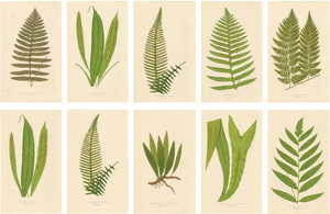 Fern Collection with English Species Names, 1856, Lithograph, Set of 10