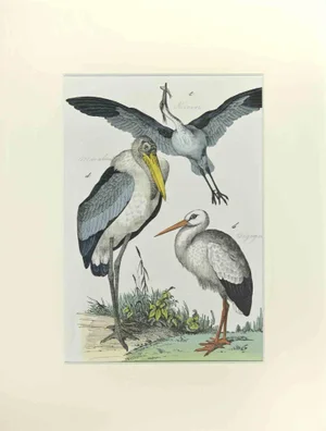 Johann Friedrich Naumann, Heron and Stork, Etching, 1840