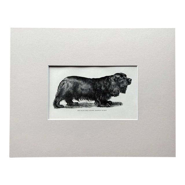 Antique Dog Print in 8x10 Mat, ca. 1890: "Black Field Spaniel Champion Buckle" For Sale
