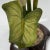 Calla Lily Sculpture - Hand-Painted Porcelain - Cybis Limited Edition 1970s For Sale - Image 4 of 11