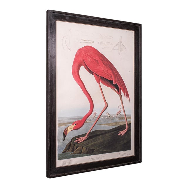 Large Vintage Flamingo Picture, English, Framed Print, Jj Audubon, Wildlife Art For Sale