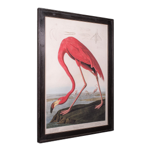 Large Vintage Flamingo Picture, English, Framed Print, Jj Audubon, Wildlife Art
