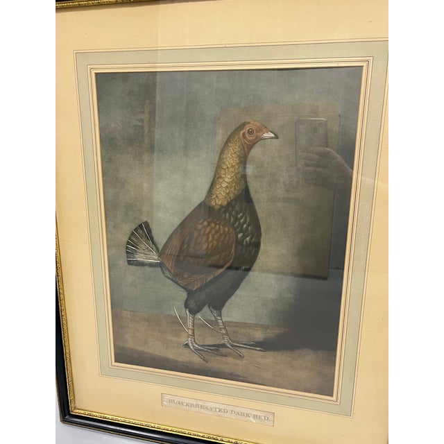 Antique Pair of English Game Bird Sporting Hand Colored Engravings in Ebonized Frames For Sale - Image 16 of 18