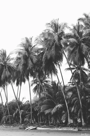 "Barefoot Adventures" - Limited Edition Fine Art Print - Vertical 24"x36" - Black and White Costa Rica Surf and Palm Trees Print by Kristen M Brown