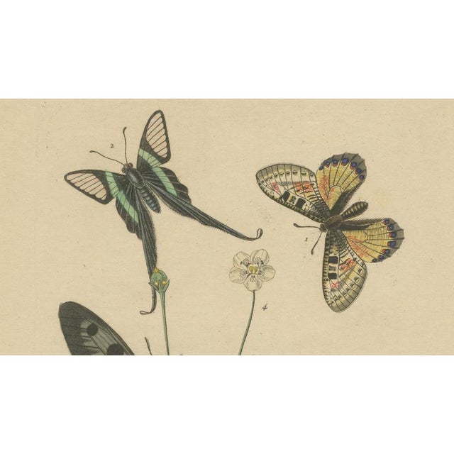 Paper E. Guérin, Butterfly with Caterpillars, 1835, Engraving, Set of 2 For Sale - Image 7 of 11