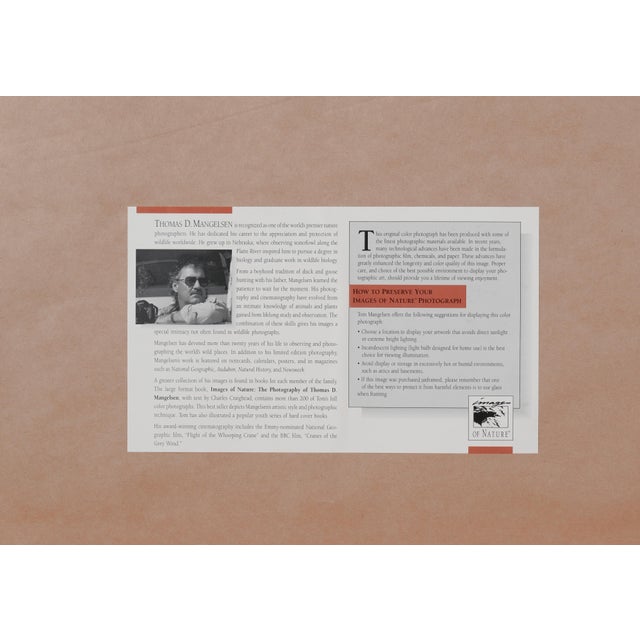 Photography 1991 Thomas Mangelsen "The Perch - Carmine Bee-Eaters" Hand Signed Collectors Limited Edition 515/950 Museum Mounted Framed Color Photograph For Sale - Image 7 of 8