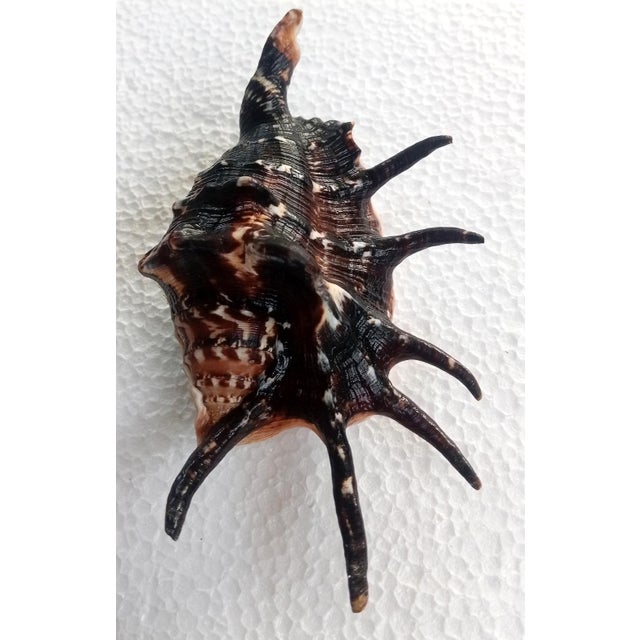 Not Yet Made - Made To Order Natural Lambis Lambis Shell(size 117 Mm)good Condition For Sale - Image 5 of 5
