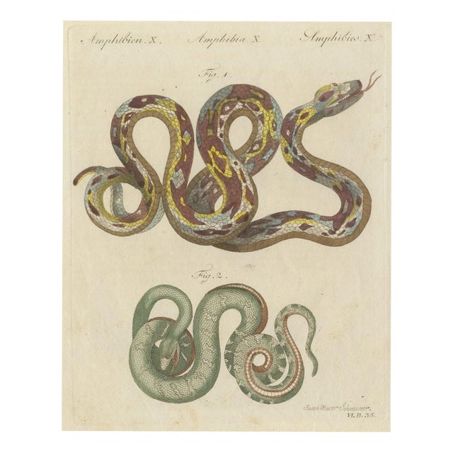 Bertuch, Two Patterned Snakes in Coils, 1805, Print For Sale