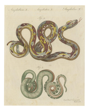 Bertuch, Two Patterned Snakes in Coils, 1805, Print