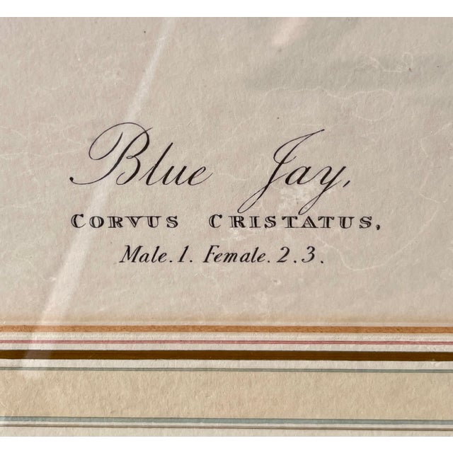 Gray Mid-Century XLarge 35"h Reproduction Prints of Audubon "Birds of America" Engravings by R. Havell -Set of 2 For Sale - Image 8 of 17