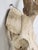 Deer Antler 8-Point Mount From Southern France C1960's For Sale - Image 4 of 12