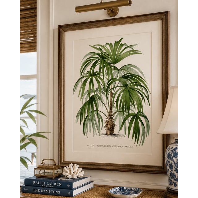Vintage Palm Tree Illustration, Botanical Art Print Reproduction by Denterghem, 16" X 24" For Sale In Buffalo - Image 6 of 10