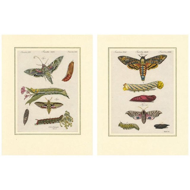 Bertuch, Hawk Moth Life Cycle, 1810, Engravings, Set of 2 For Sale - Image 14 of 14