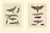 Bertuch, Hawk Moth Life Cycle, 1810, Engravings, Set of 2 For Sale - Image 14 of 14