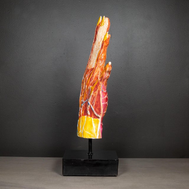 Early 20th C. French Medical Hand Model c.1920 For Sale - Image 4 of 8