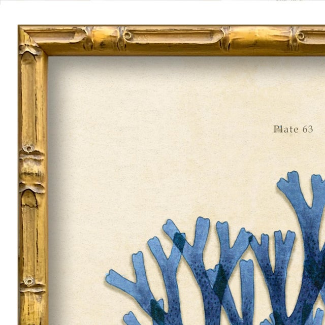 Various Artists Vintage Blue Seaweed Art Print Reproduction (3), Framed For Sale - Image 4 of 5
