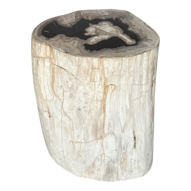 Side Table in Petrified Wood For Sale