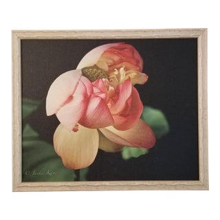 "Golden Pink Lotus Flower" Contemporary Botanical Still Life Photograph by Jackie Kane, Framed For Sale