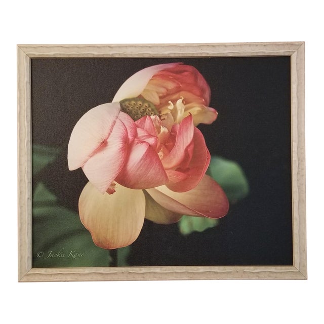 "Golden Pink Lotus Flower" Contemporary Botanical Still Life Photograph by Jackie Kane, Framed For Sale