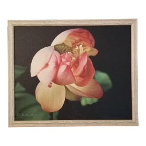 "Golden Pink Lotus Flower" Contemporary Botanical Still Life Photograph by Jackie Kane, Framed