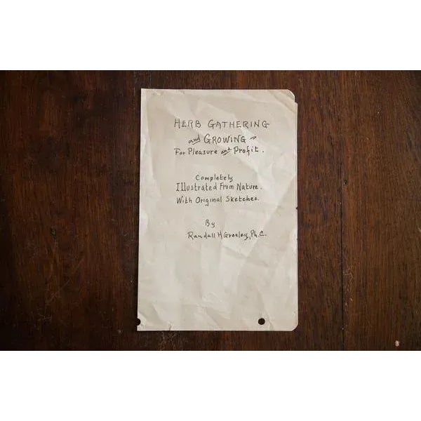 1930s "Pearly Everlasting" Botanical Watercolor Painting by Rh Greeley For Sale - Image 5 of 5