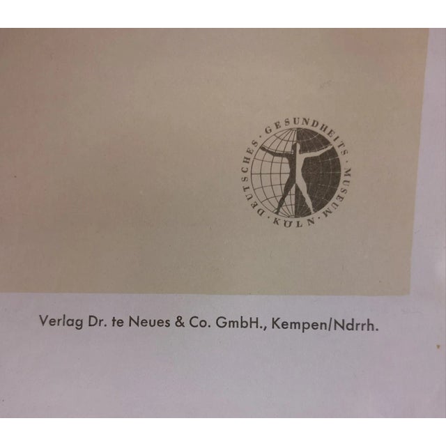 Chart with Large Skeleton of the Human Body from Köln Museum, 1952 For Sale - Image 3 of 4