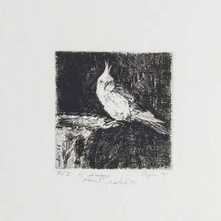 Parrot - Original Etching on Paper by Valerio Cugia - 1995 1995 For Sale