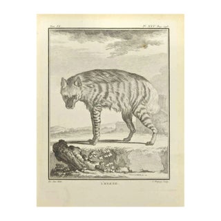 Jean Charles Baquoy, Hyena, Etching, 1771 For Sale