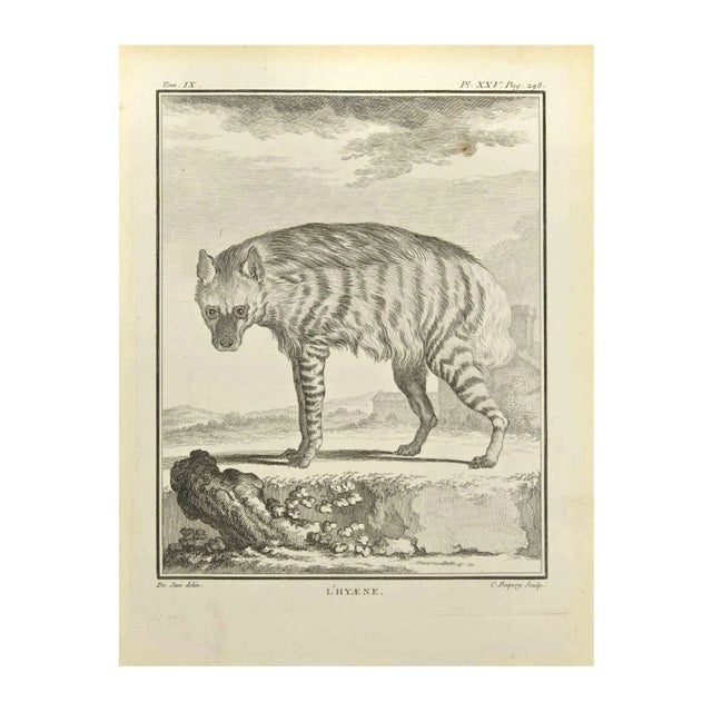 Jean Charles Baquoy, Hyena, Etching, 1771 For Sale