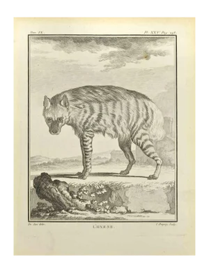 Jean Charles Baquoy, Hyena, Etching, 1771