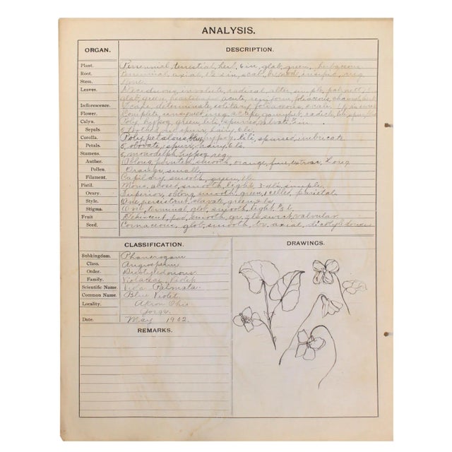 1902 Antique Pressed Specimen Herbarium - Set of 16 For Sale - Image 10 of 12