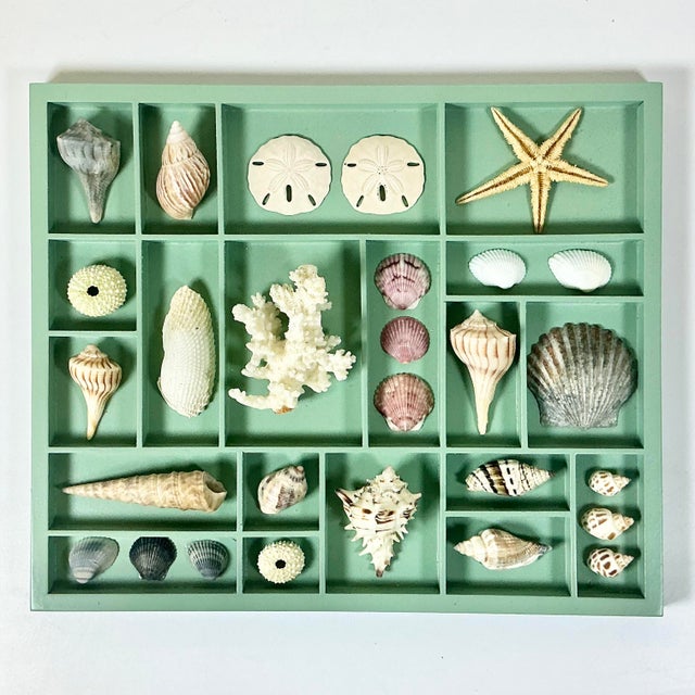 Boho Chic Vintage Coastal Boho Chic Seashell Collection, Sage Divided Shadowbox Decorative Object For Sale - Image 3 of 9