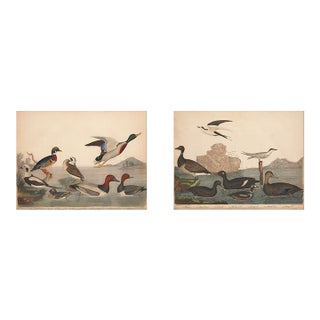 Vintage Bird Duck Print Set of 2 - 30" X 24" For Sale