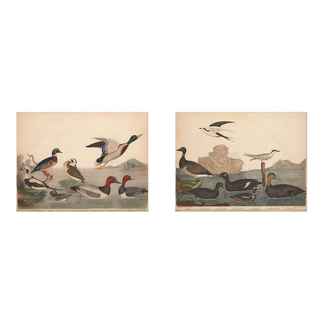 Vintage Bird Duck Print Set of 2 - 30" X 24" For Sale
