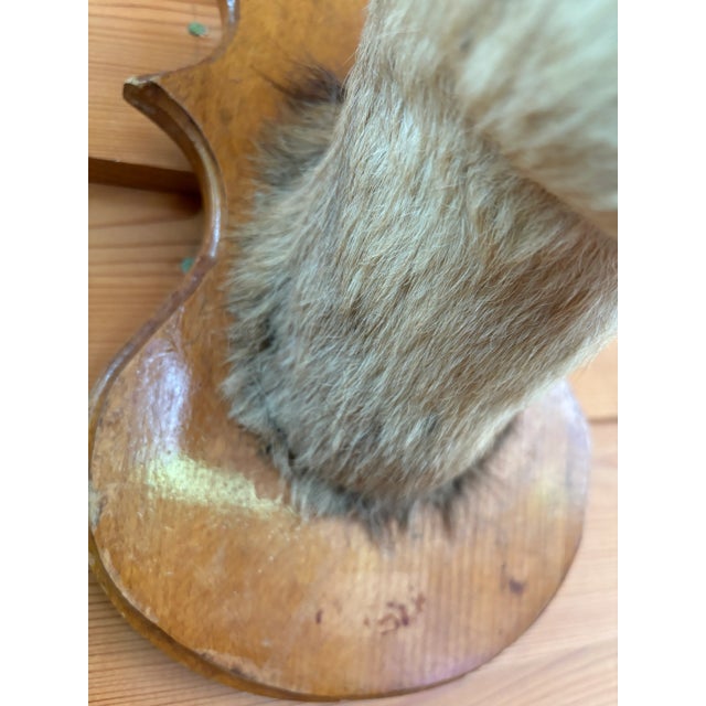 Wood 1980s Springbok Chamois Antelope Wall Mount Taxidermy For Sale - Image 7 of 9