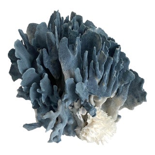 Exceptional Blue Coral Specimen Coastal Decor For Sale